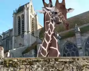 PXL035 St Sulpice de Favières : les girafes nous observent.